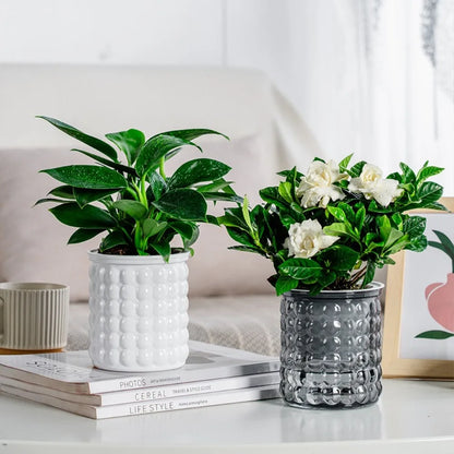 Creative Self Watering Hydroponic Plants Pot Plastic Removable Flowerpot Office Bonsai Decor